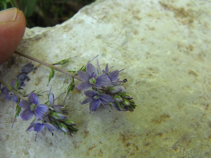 Veronica (?) da ID